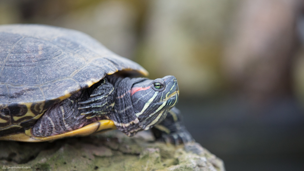 Conservatory of Flowers-132